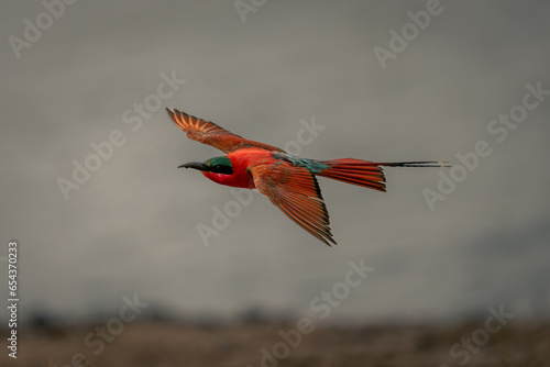 Фотография Southern carmine bee-eater glides with wings spread
