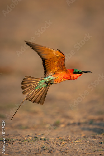 Southern carmine bee-eater flying over sandy ground