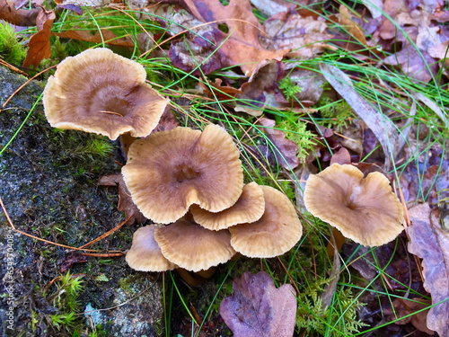 Brown funnel chanterelles growing in green moss among old brown leaves in the forest in autumn. photo