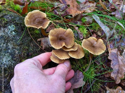 Picking fresh funnel chanterelles in the forest in autumn.