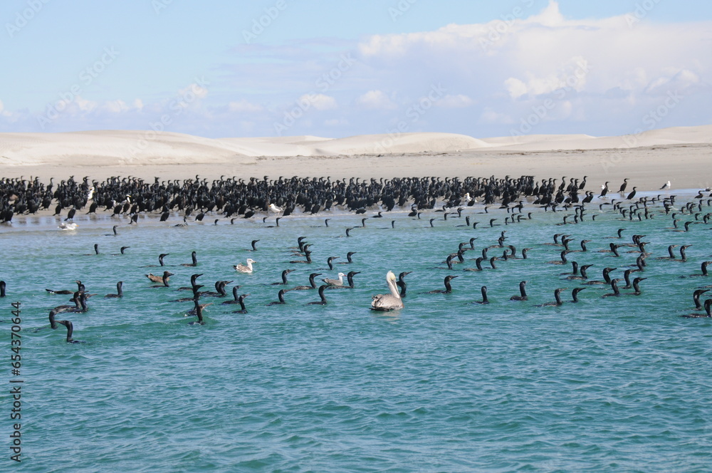 Group of cormorant in water, Guerrero Negro, Baja California Sur, Mexico