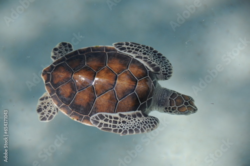 Little sea turtle in water, top view