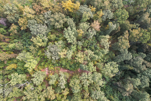 Trees in Tennessee