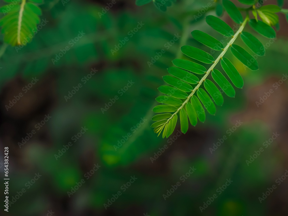 Close up green leaf in the garden for natural background. World environment day concept. Close up green leaf in the garden for natural background. World environment day concept.