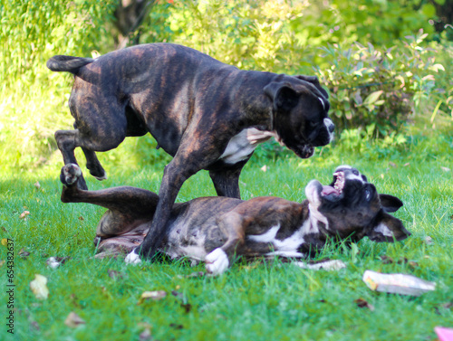 Canvas Print Two beautiful brindle boxer dogs are playing and jumping together outside on gre