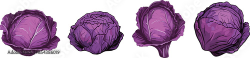 Vector illustration of red cabbage isolated on white. Vector illustration of fresh organic vegetable used for magazine, poster, menu cover, web pages.