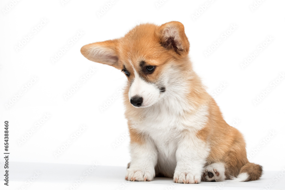 red corgi dog looking down