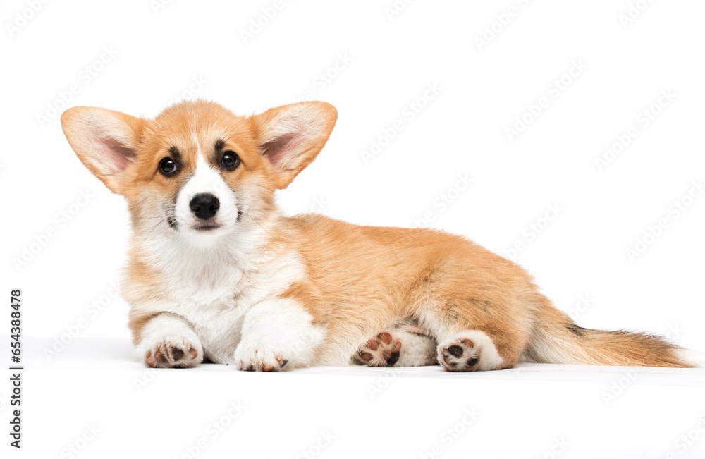 baby corgi dog on white background
