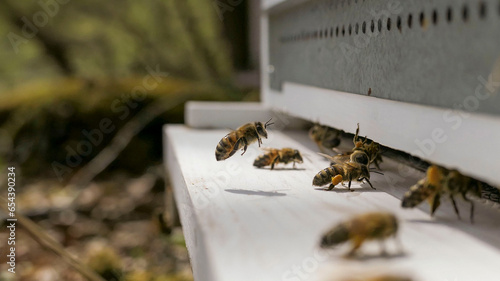Une ruche en pleine activité en été © Eric