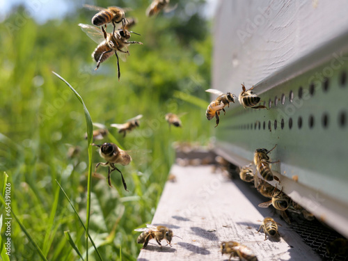 Vols de plusieurs faux bourdon à l'entrée de la ruche