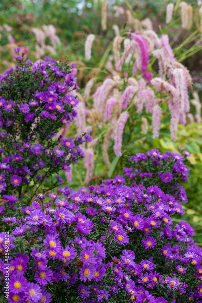 Obraz premium Stunning perennial autumn flowering violet purple aster flowers. Photographed on a sunny day in September at RHS Wisley garden, Surrey UK. 
