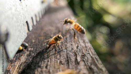 Vol de butineuse à l'entrée de la ruche © Eric