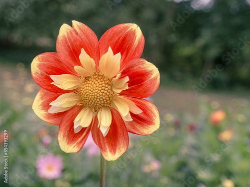 Blumenliebe