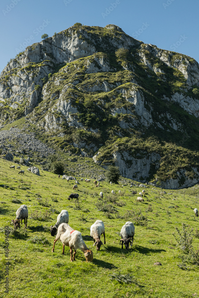 Fototapeta premium A flock of sheep in the Spanish countryside on a farm at the Lagos de Covadonga. This animal filled landscape has large mountains and lakes around the green meadows and bushes. Fairy tale dreamy place