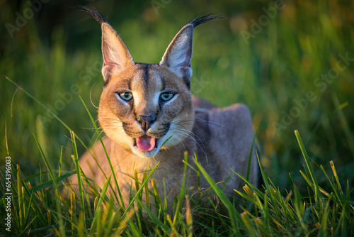 A caracal lies in the grass at sunrise in the morning dew.