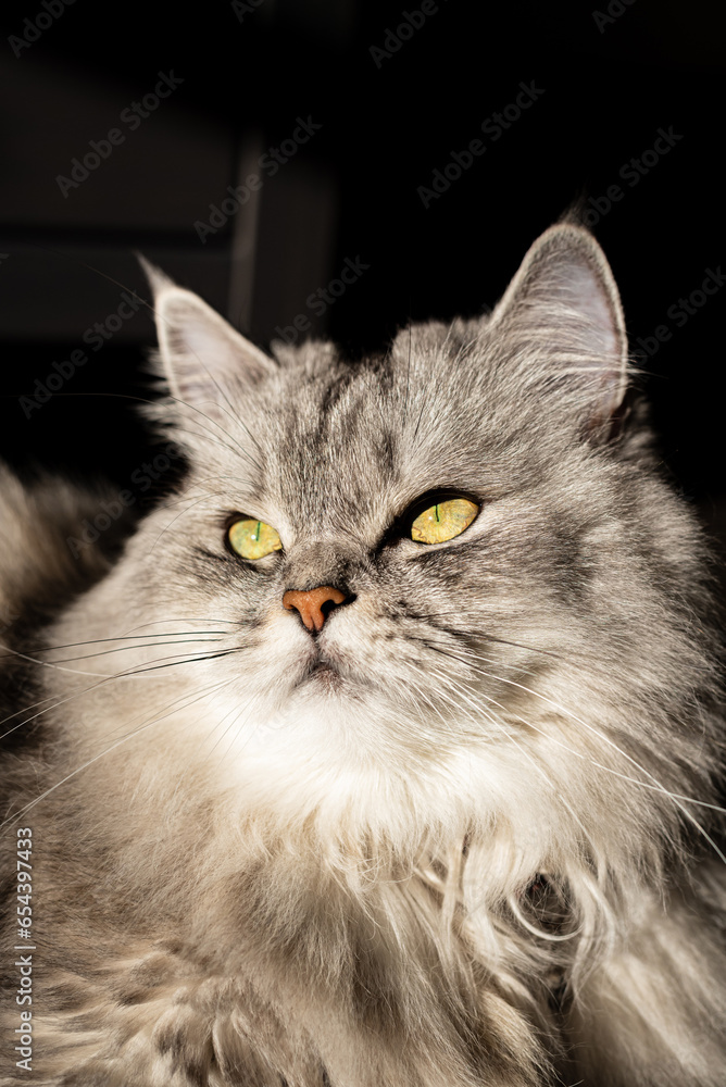 portrait of a beautiful gray masquerade cat with yellow eyes.Fluffy pet on hard sunlight.