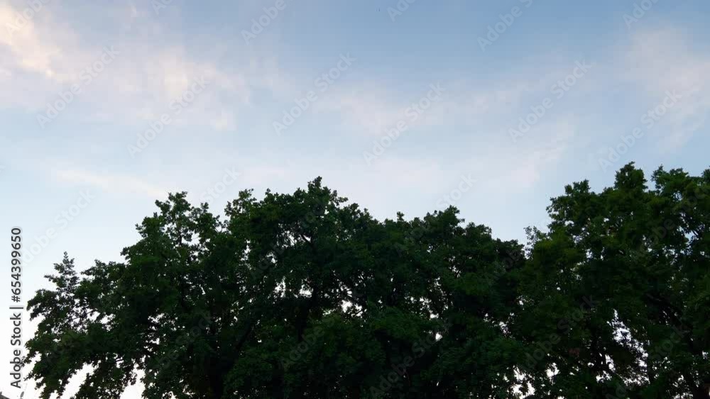Nature's marvel: A tree releases a massive flock of birds into the sky Nature's marvel: A tree releases a massive flock of birds into the sky