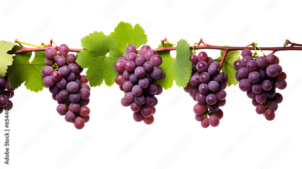 Red Grape vines. Isolated on Transparent background. Red Grape vines. Isolated on Transparent background.