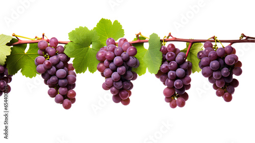 Red Grape vines. Isolated on Transparent background.