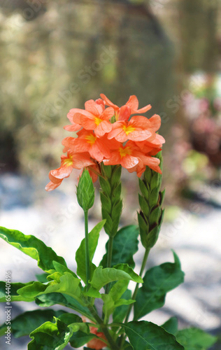 Closeup of Blooming Firecracker Flowers, Eye-catching Plants Native to Southern India and Sri Lanka photo