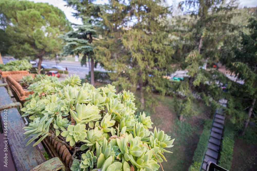 Obraz premium Pianta grassa su balcone