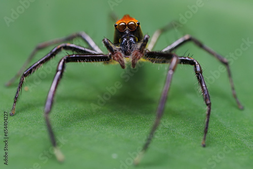 Jumping spider Epeus glorius looking at camera