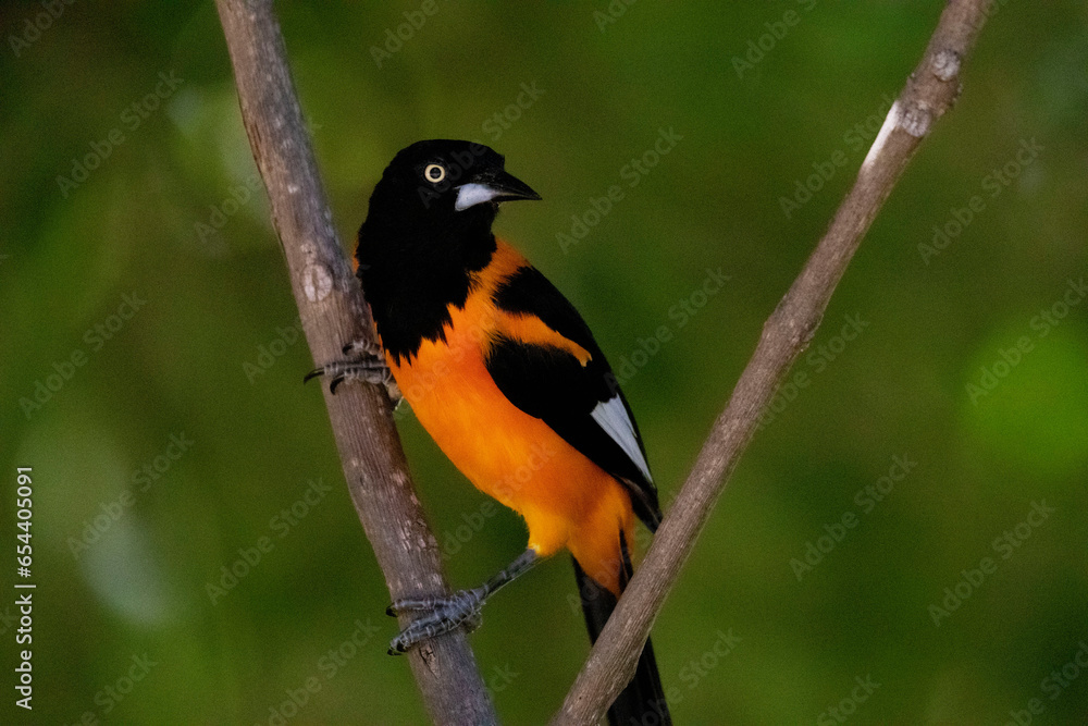 corrupião, icterus jamacaii, pássaro pousado em um galho, ave simbolo da caatinga brasileira. corrupião, icterus jamacaii, pássaro pousado em um galho, ave simbolo da caatinga brasileira.