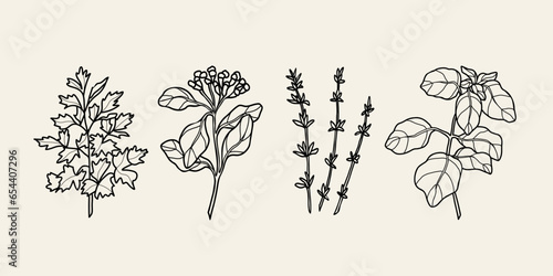 Line art herbs and spices. Lovage, cloves, thyme, basil