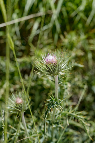 Carduus defloratus flowers at Terminillo mountain range, Italy photo