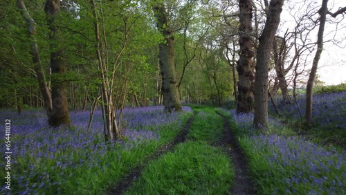 Lighthorne woods drone shot
