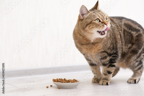 Fototapeta Naklejka Na Ścianę i Meble -  a stripped brown red cat is eating cat food in ligt kitchen.