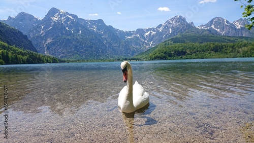 swan on the lake