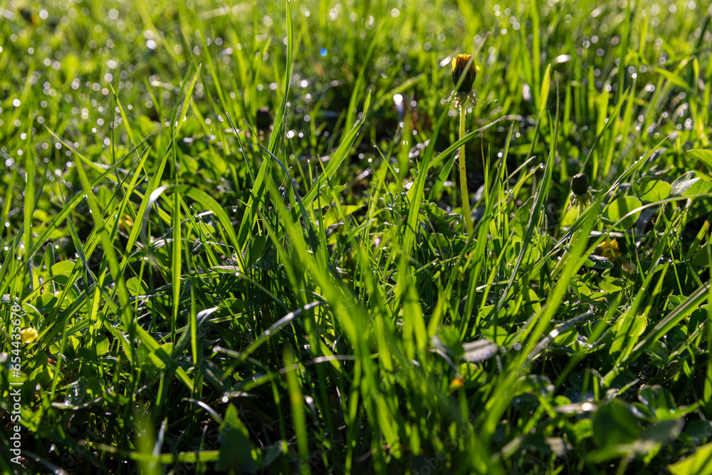 Obraz premium green grass in sunny weather, close up