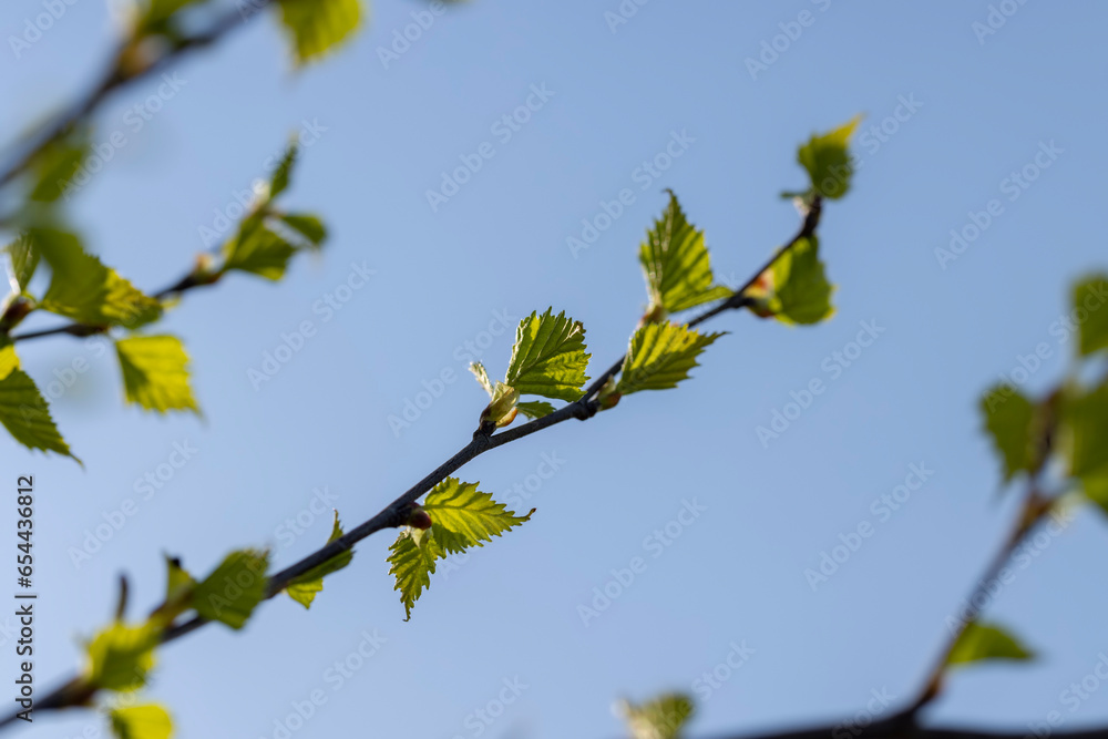 Fototapeta premium young birch with new green leaves in the spring season