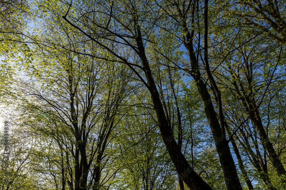 deciduous trees in a mixed forest in the spring season deciduous trees in a mixed forest in the spring season