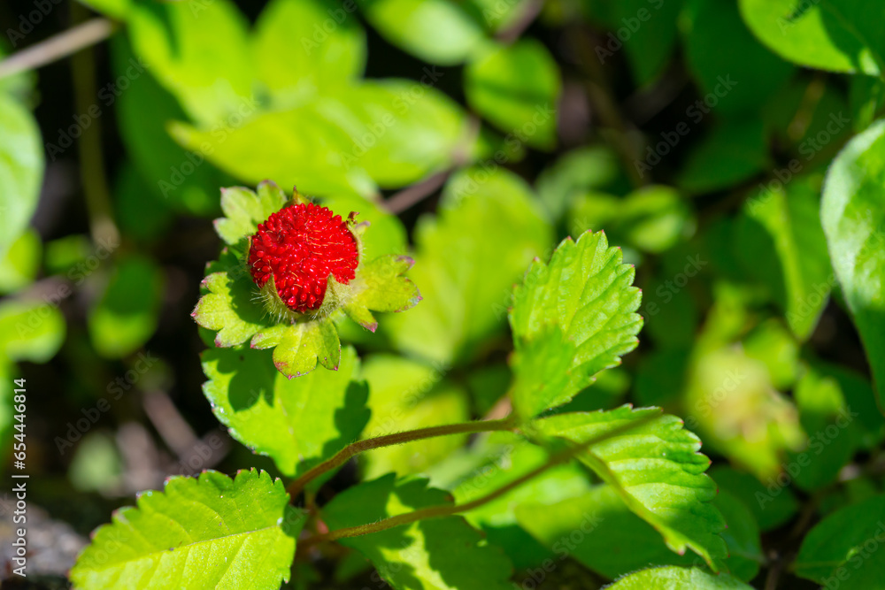 Potentilla indica - known commonly as mock strawberry, Indian-strawberry Potentilla indica - known commonly as mock strawberry, Indian-strawberry