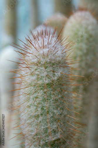 Espostoa sp. - fluffy cactus in the collection in the botanical garden photo