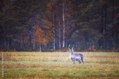 Reindeer and Autumn Colors