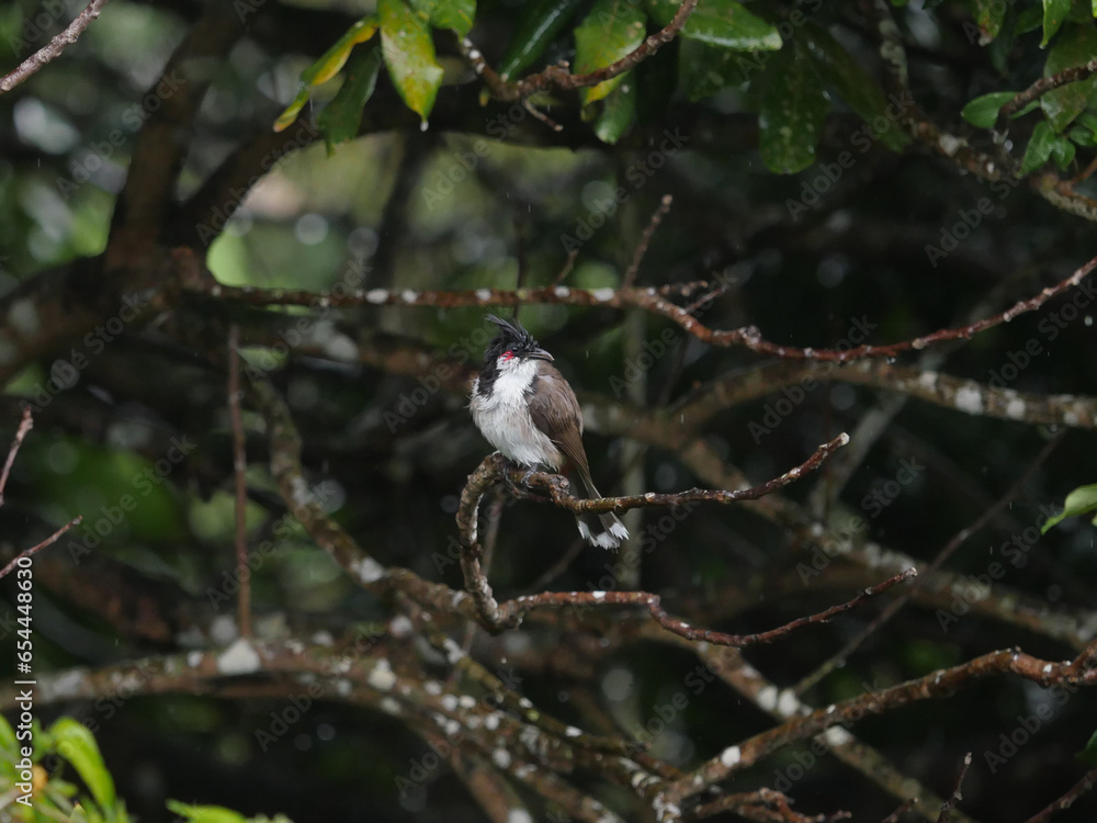 Red Whiskered Bulbul bird- Pycnonotus Jocosus - in Mauritius perching in natural environment - rainy weather 