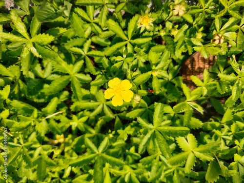 An unknown species yellow flower. Probably creeping cinquefoil (Potentilla Reptans). photo
