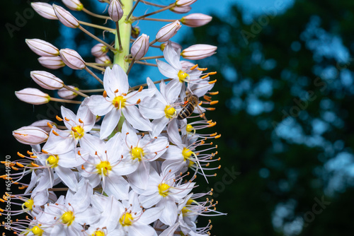 Inflorescence of an ornamental plant Eremurus with yellow stamens and a pleasant aroma in the garden, Ukraine photo