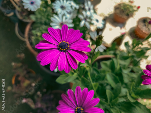 A purple flower, possibly Osteospermum Eclonis. photo