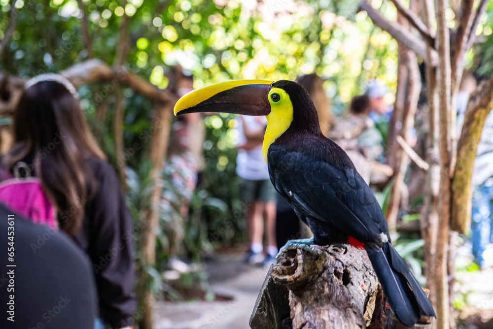 Fototapeta premium Breaking the quiet life of the toucan