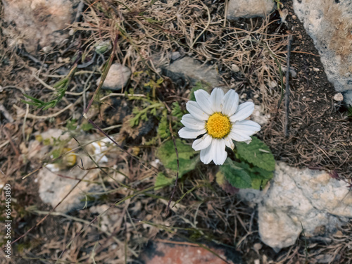 A tiny daisy living among small stones. Maybe Anacyclus Clavatus. photo
