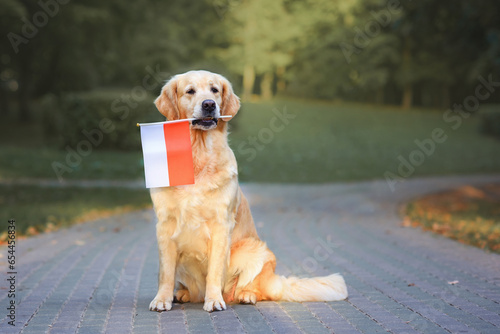 a Labrador Golder Retriever dog holds the flag of Poland in its mouth on the road in the park at sunset in the fall. Poland Day photo