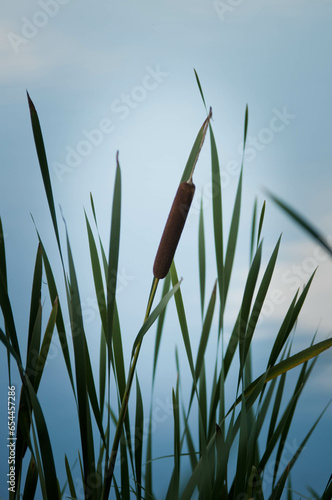 Kwiaty polne, łąki, piękne kwiaty photo