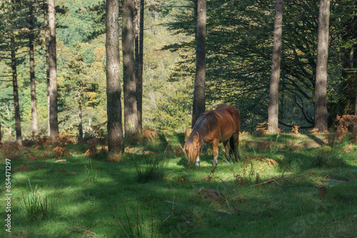 Free wild horse in the Oianleku forest, Aiako Harria natural park, Gipuzkoa, Basque Country, Spain photo