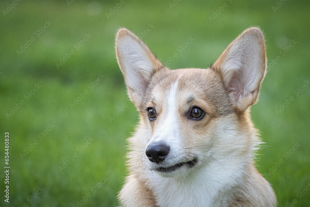  A young Pembroke Welsh male Corgi looks into a camera with a green grass background. Close-up portrait of a young male corgi with copyspace.