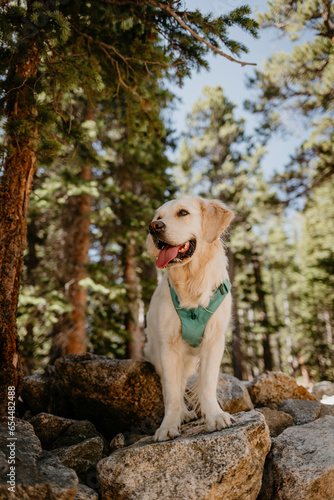 English Cream Golden Retriever Hiking at St. Mary's Glacier in the Colorado Mountains During the Summer