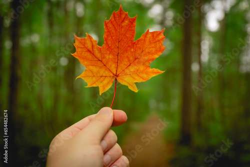 close up of hand holding red maple leaf. autumn concept.